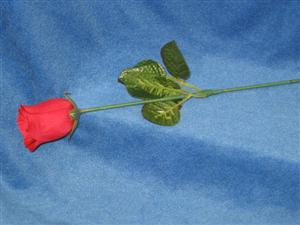 Appearing Rose